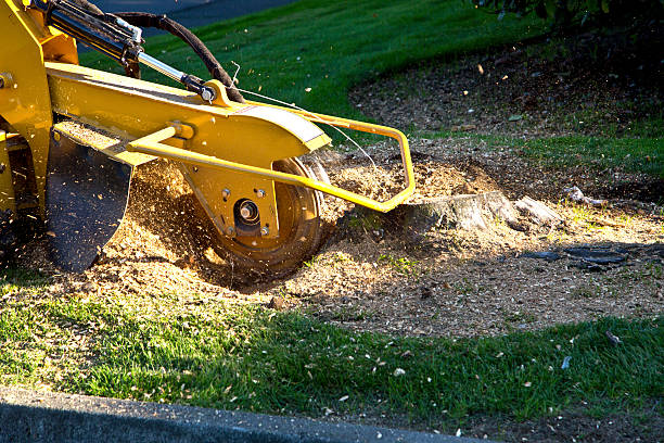 Best Tree Clearing Services  in Denton, NC